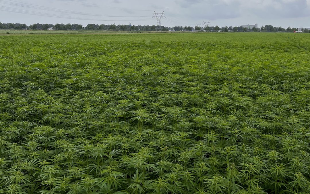 HempFlax