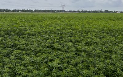 HempFlax